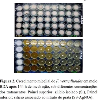 Figura 2. Crescimento micelial de F. verticillioides em meio BDA após 144 h de incubação, sob diferentes concentrações dos tratamentos. Painel superior: silício isolado (Si), Painel inferior: silício associado ao nitrato de prata (Si+AgNO₃).